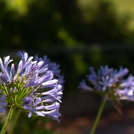 Apartment Prepo Escape - Con Giardino