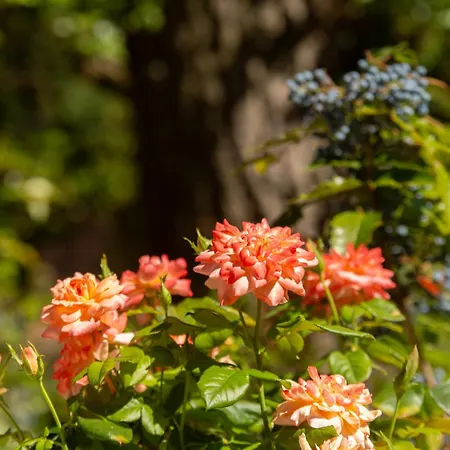 Prepo Escape - Con Giardino Apartment *