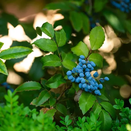 Apartment Prepo Escape - Con Giardino *