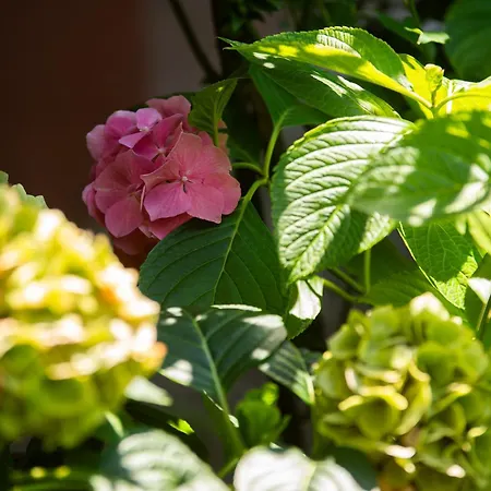 Prepo Escape - Con Giardino * Perugia